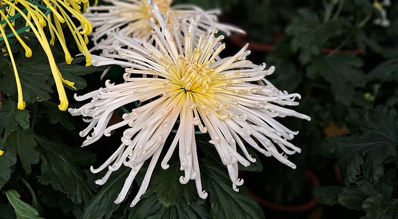 大菊 瀨戶桃源 (圖片4)