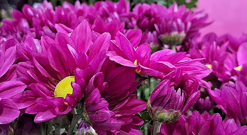 小菊 日本小紅 (圖片3)