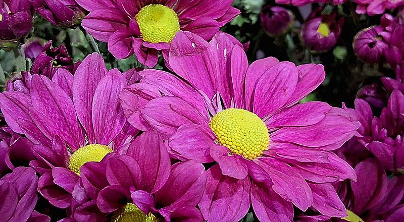 小菊 日本小紅 (圖片4)