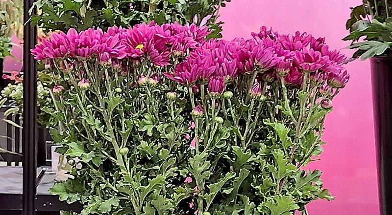 小菊 日本小紅 (圖片1)