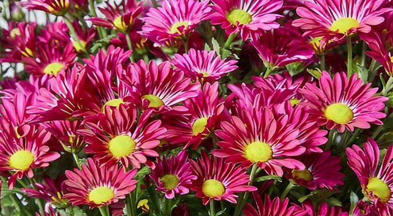 小菊 卡洛琳 (圖片1)