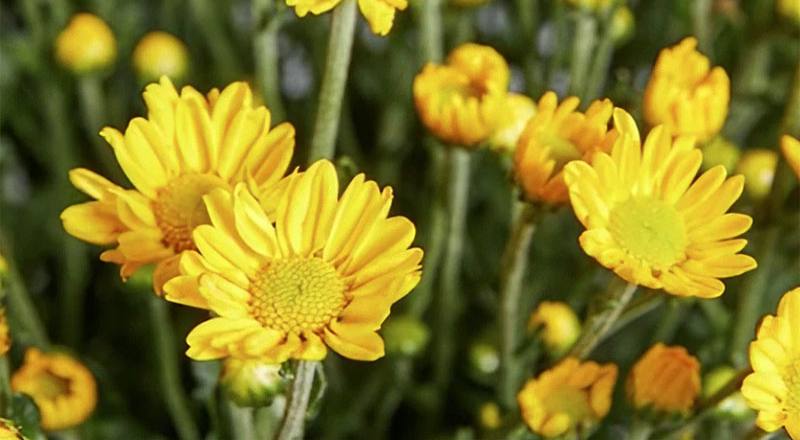 小菊 日本黃 (圖片1)
