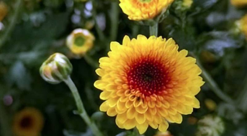 小菊 一點黃 (圖片1)