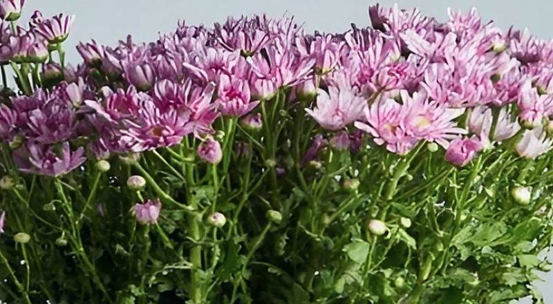 小菊 粉日記 (圖片1)