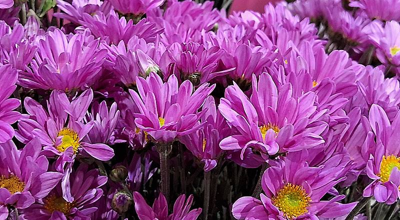 小菊 卡洛粉 (圖片3)