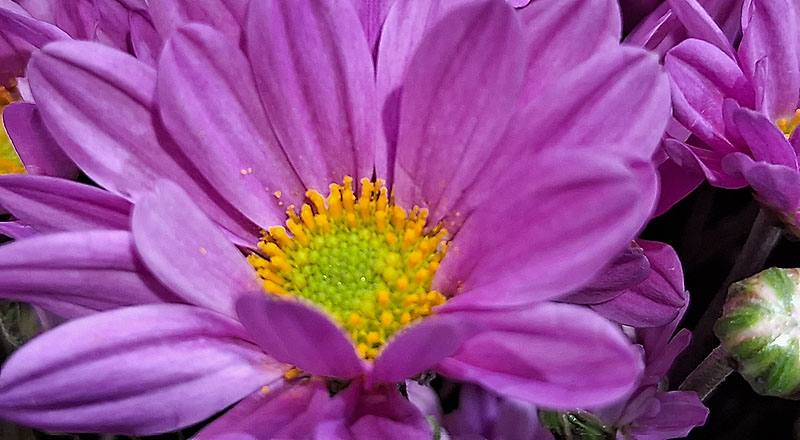 小菊 卡洛粉 (圖片5)