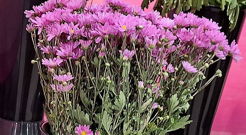 小菊 卡洛粉 (圖片1)