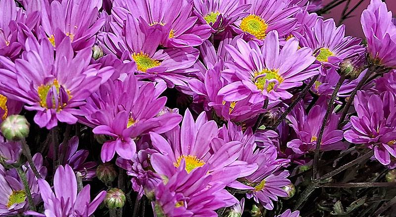 小菊 卡洛粉 (圖片4)