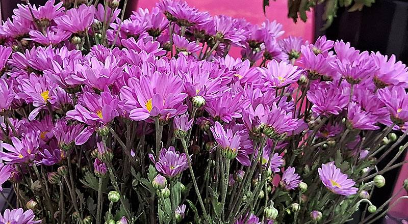 小菊 卡洛粉 (圖片2)