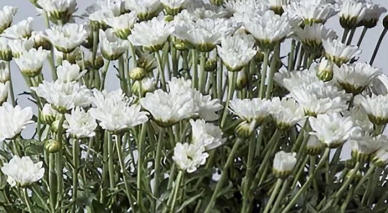 小菊 林克小白 (圖片1)