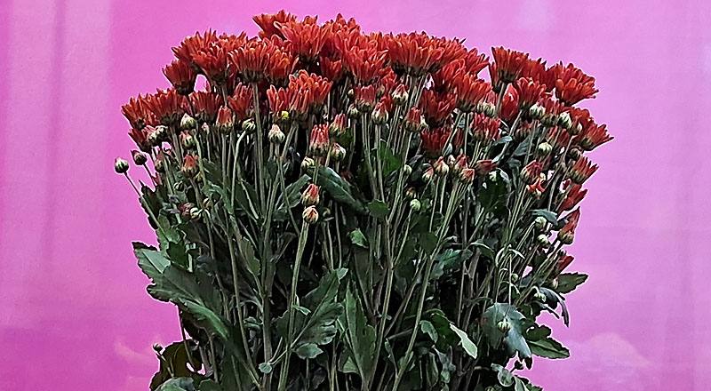 小菊 卡洛金 (圖片1)