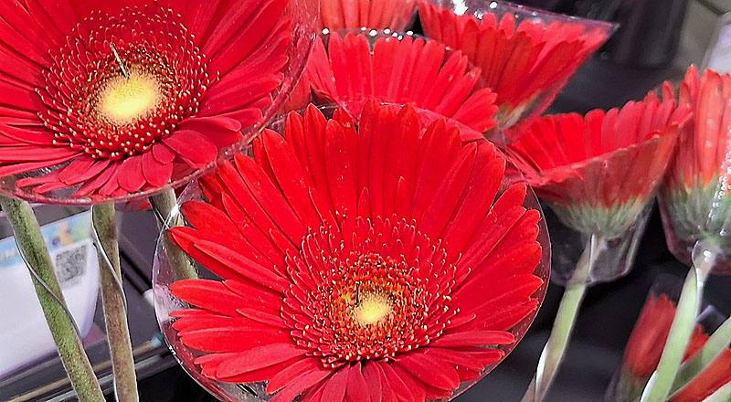 非洲菊 天籟 (圖片3)