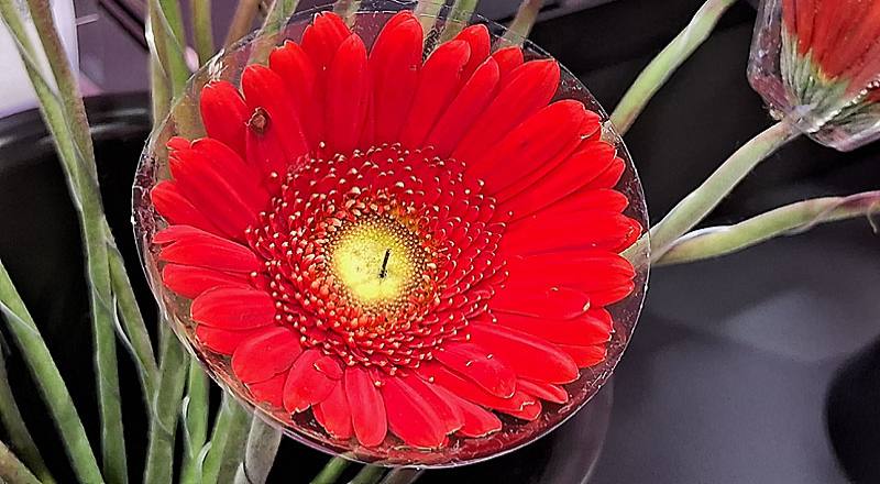 非洲菊 天籟 (圖片2)