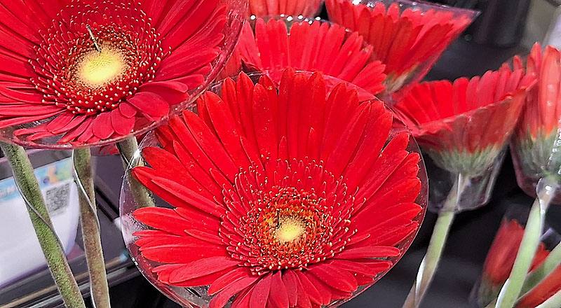 非洲菊 天籟 (圖片4)