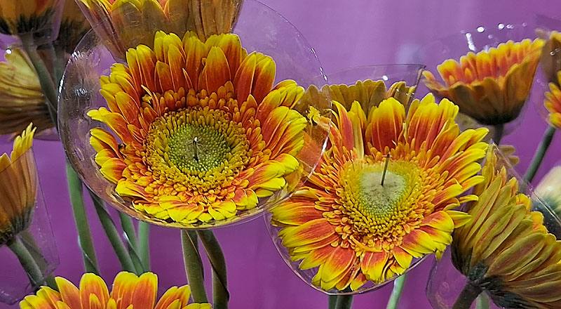 非洲菊 橙 (圖片1)