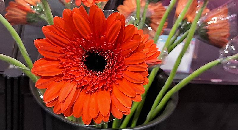 非洲菊 哈利熊 (圖片2)