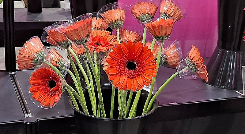 非洲菊 哈利熊 (圖片1)