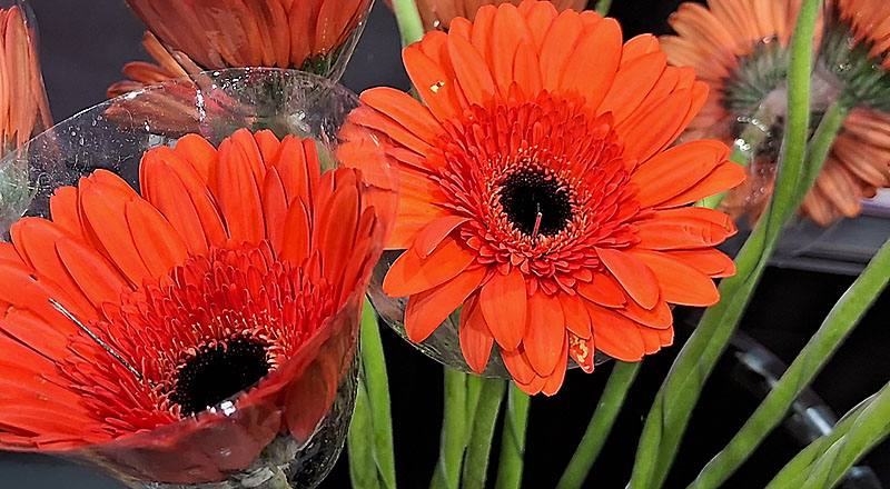 非洲菊 哈利熊 (圖片3)