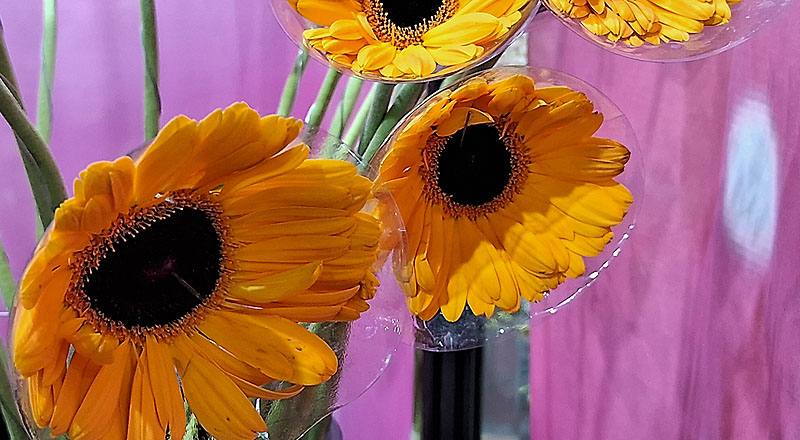 非洲菊 金爵 (圖片2)