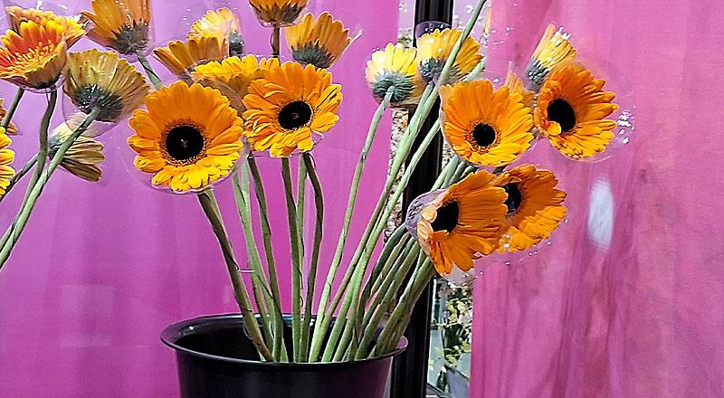 非洲菊 金爵 (圖片1)