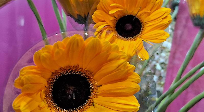 非洲菊 金爵 (圖片3)