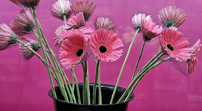 非洲菊 熱情粉 (圖片1)