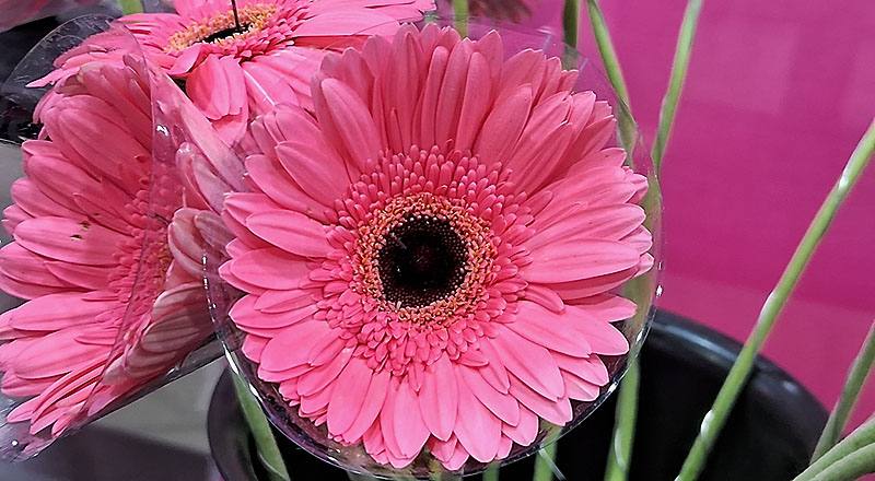 非洲菊 熱情粉 (圖片3)