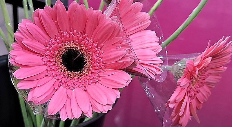 非洲菊 熱情粉 (圖片4)