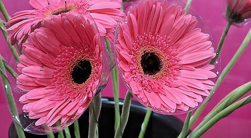 非洲菊 熱情粉 (圖片2)