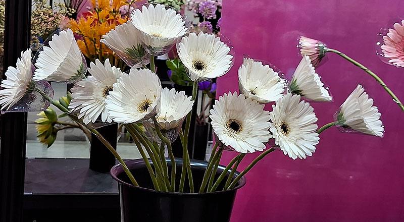 非洲菊 白 (圖片1)