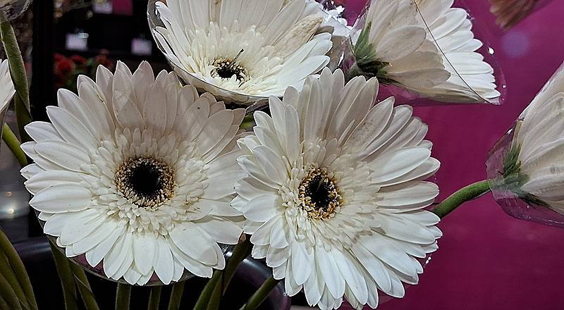 非洲菊 白 (圖片2)