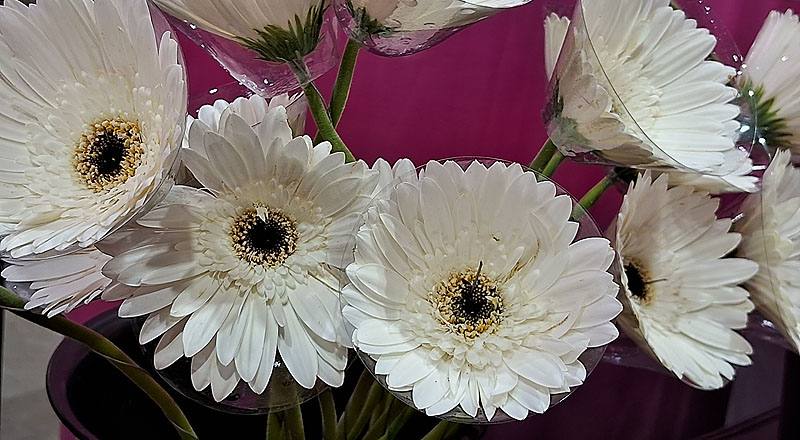 非洲菊 白 (圖片3)