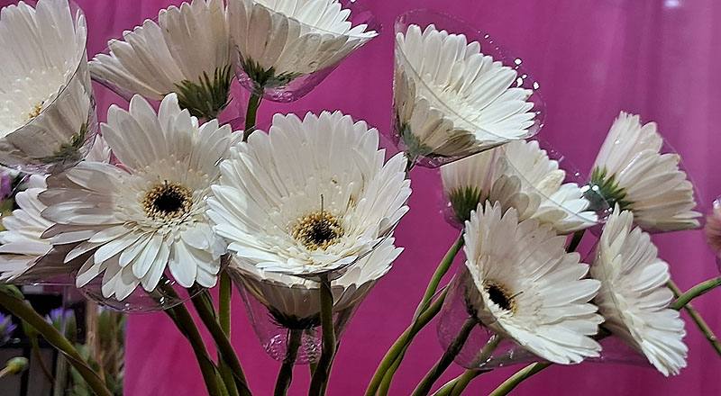 非洲菊 白 (圖片4)