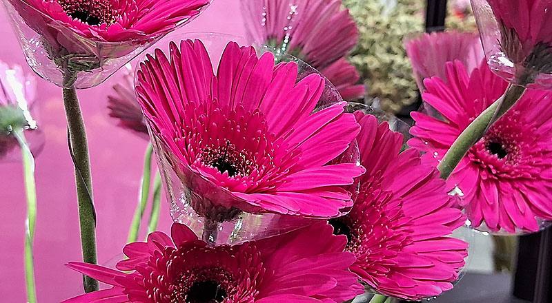 非洲菊 法老王 (圖片2)