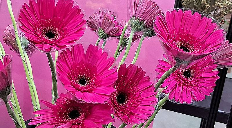 非洲菊 法老王 (圖片3)