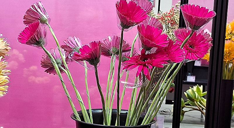 非洲菊 法老王 (圖片1)