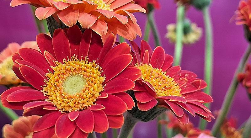 非洲菊 迷你橙 (圖片2)