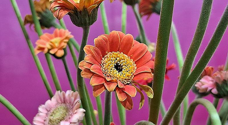 非洲菊 迷你橙 (圖片1)