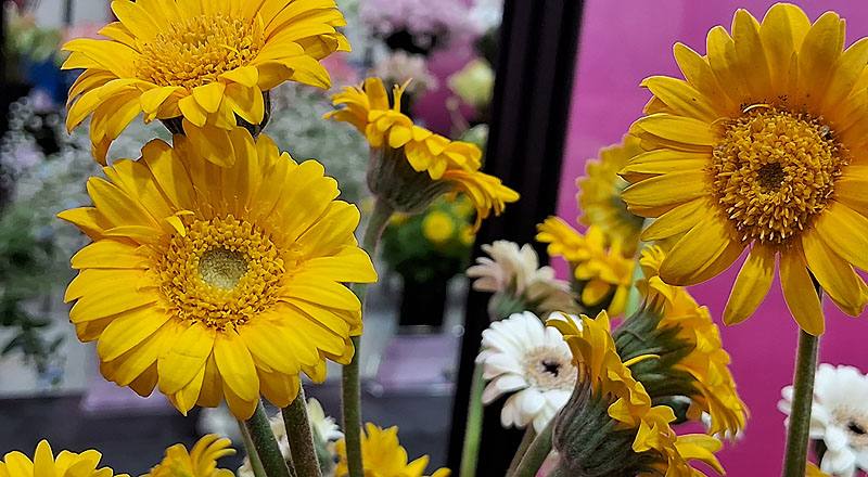 非洲菊 迷你黃 (圖片3)