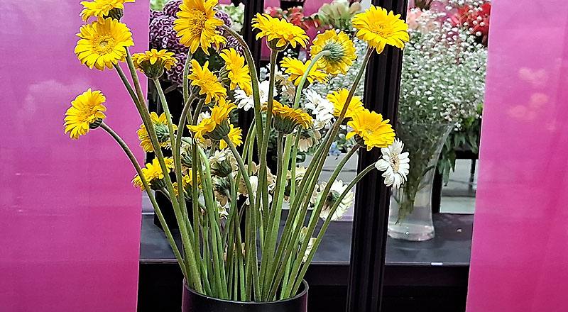 非洲菊 迷你黃 (圖片1)