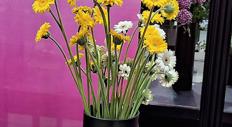 非洲菊 迷你黃 (圖片2)