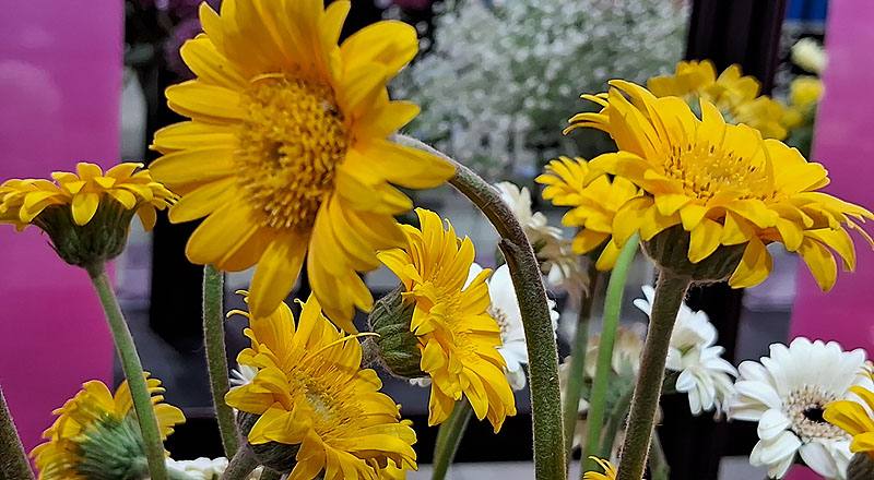 非洲菊 迷你黃 (圖片4)