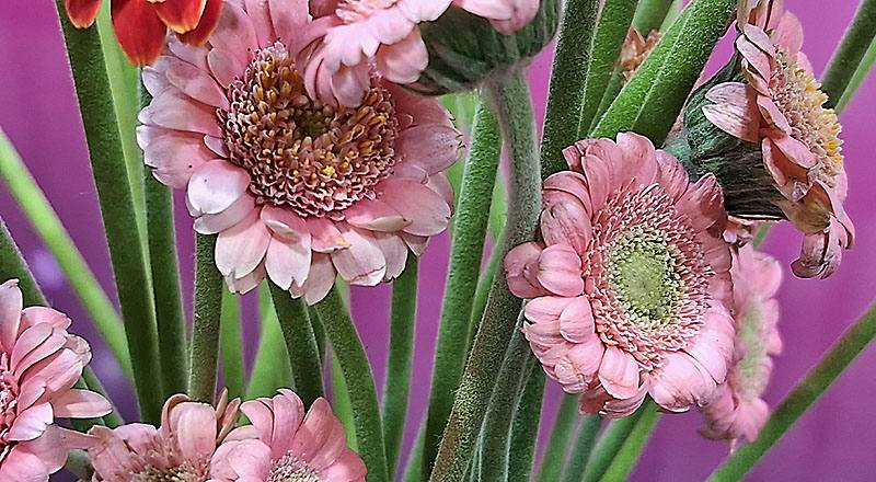 非洲菊 迷你粉 (圖片2)