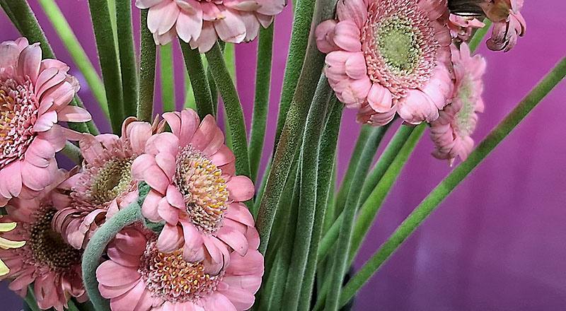 非洲菊 迷你粉 (圖片1)