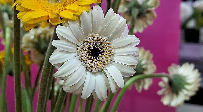 非洲菊 迷你白 (圖片4)