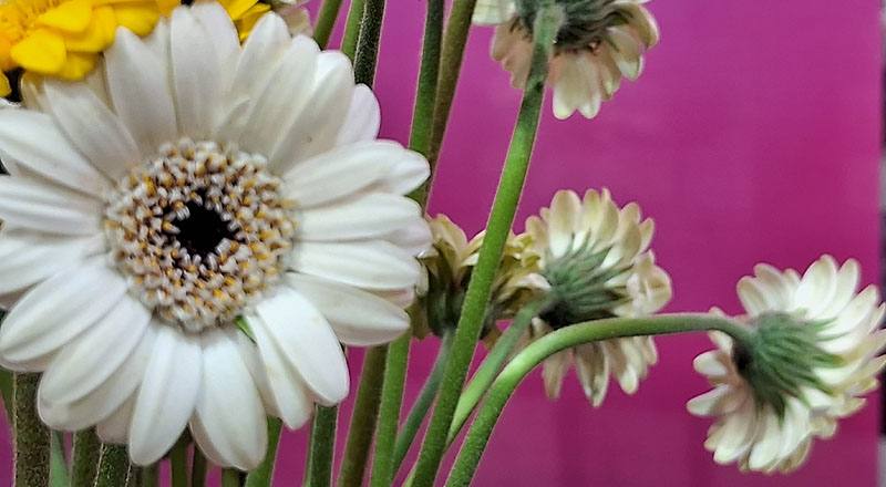 非洲菊 迷你白 (圖片2)