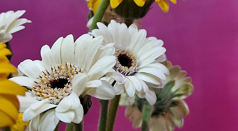 非洲菊 迷你白 (圖片1)