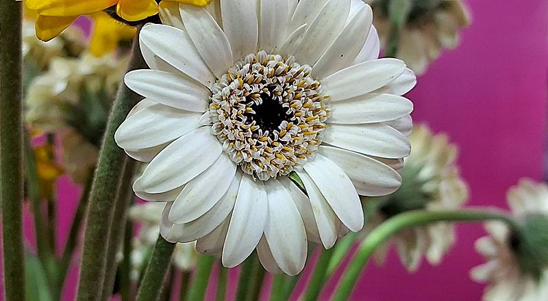 非洲菊 迷你白 (圖片3)