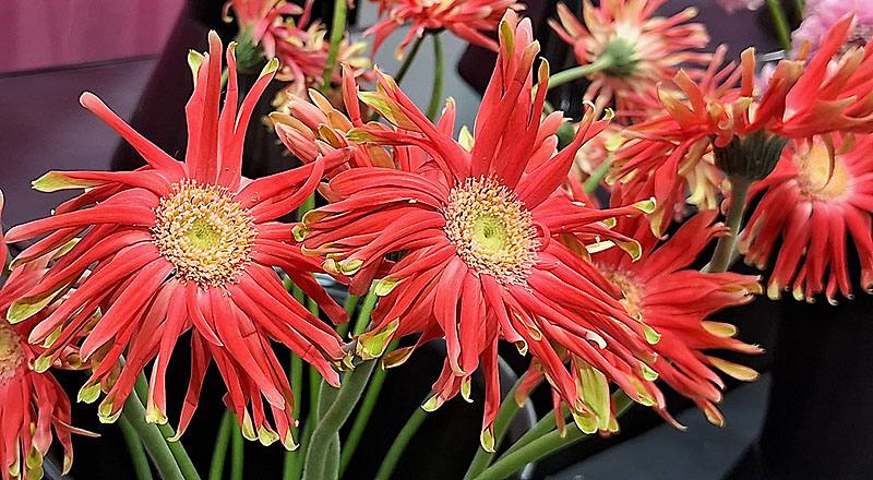 非洲菊 Pasitini 桔綠綠心 (圖片3)