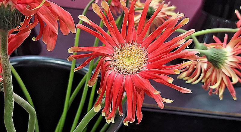 非洲菊 Pasitini 桔綠綠心 (圖片2)